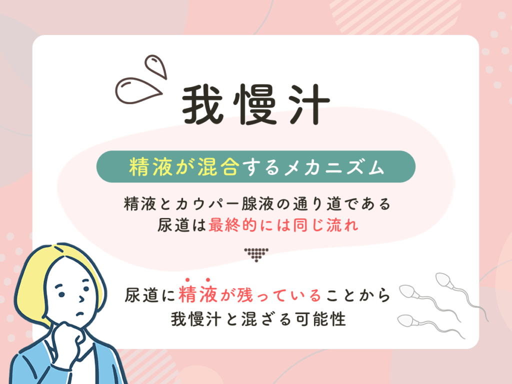 我慢汁に精液・精子が混合しているメカニズム